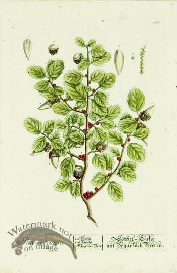 Blackwell German 112